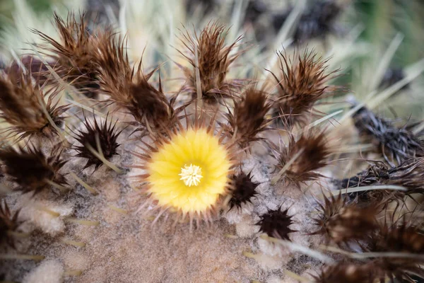 Closeup of a yellow flower of golden barrel cactus or echinocactus grusonii hildm. Mother-in-laws seat or gold-ball cactus in bloom. Round shape of both cactus and flower. A rare and endangered plant