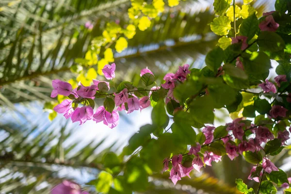 Hojas Tropicales Flores Fondo Contra Cielo Azul Día Soleado Sol — Foto de Stock