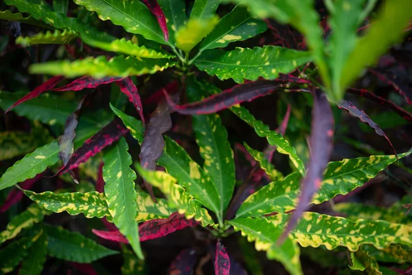 Zanechává Pozadí Různorodého Crotonu Detailní Záběr Špičatých Úzkých Zelených Listů — Stock fotografie