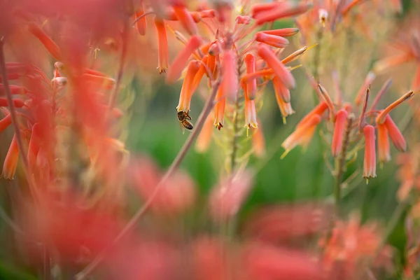 芦荟粉红橙色花授粉由蜜蜂特写 夏天的自然壁纸 西班牙加那利群岛特内里费的外来植物区系 模糊的花的前景 绿叶背景在温暖的光线下 — 图库照片