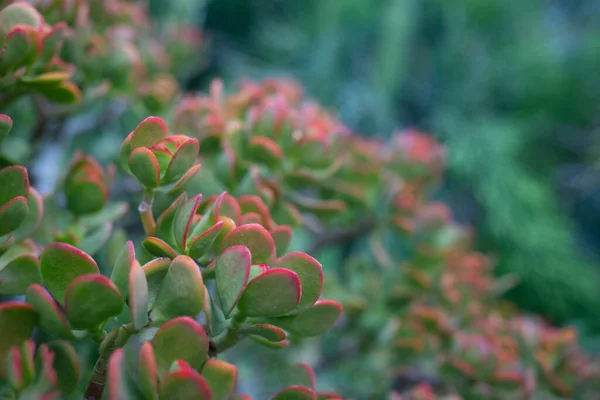 ジェイド工場閉鎖 緑の葉の美しい赤い縁 緑のボケの背景を持つ幸運な植物の壁紙 自然環境の中でお金の木 カナリア諸島のテネリフェ島のエキゾチックな自然 クラスラ オヴァータ — ストック写真