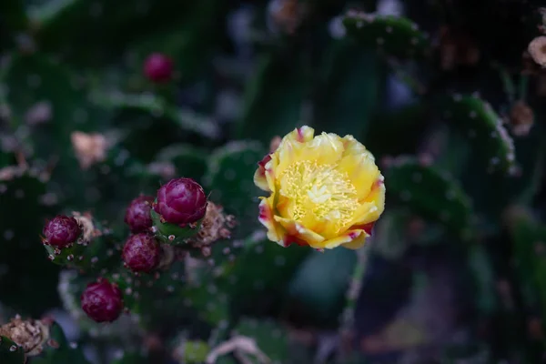 Meist Verschwommene Nahaufnahme Von Gelben Blüten Des Kaktusskaktus Oder Opuntia — Stockfoto