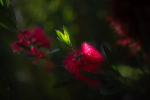 ふわふわの赤い花を閉じます 晴れた日に濃緑色の葉の背景に緋色のボトルブラシまたはカリステモンのシノニス 毛深い花だ カナリア諸島のテネリフェ島のエキゾチックな植物 夏の自然壁紙 — ストック写真