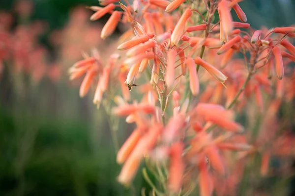芦荟粉红橙色花授粉由蜜蜂特写 夏天的自然壁纸 西班牙加那利群岛特内里费的外来植物区系 模糊的花的前景 绿叶背景在温暖的光线下 — 图库照片