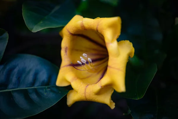 シャリスカップのつるや金のカップの大きな黄色の花 エキゾチックな熱帯植物が咲きます スペインのカナリア諸島のテネリフェ島には濃い緑色の葉の背景にソランダ最大花を咲かせます 夏の自然壁紙 — ストック写真