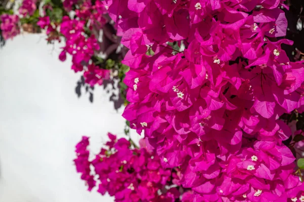 Flores Buganvillas Rosadas Sobre Fondo Blanco Pared Día Soleado Espacio — Foto de Stock