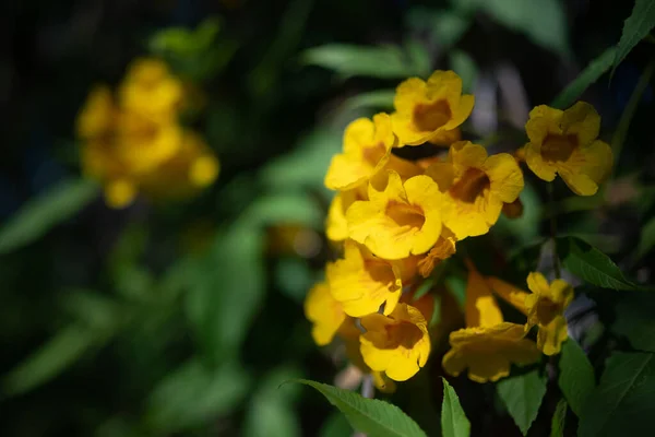 黄色い鐘や黄色いラッパ状の花の黄色の花を閉じます 明るい夏の自然壁紙 黄色い梅の花を咲かせます カナリア諸島のテネリフェ島のエキゾチックな自然 亜熱帯 熱帯植物 — ストック写真