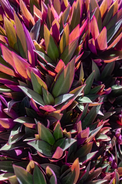緑と紫色の葉は トランスカンティア スパサセアまたはモース クレイドルの背景を残します ボートユリの緑豊かな葉 オイスター植物のカラフルな葉 エキゾチックな亜熱帯植物 夏の自然壁紙 — ストック写真