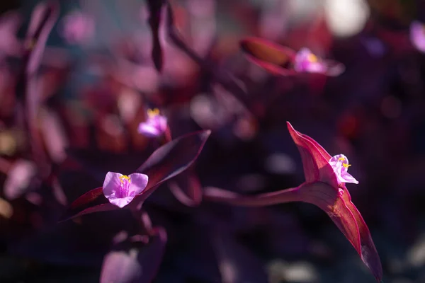 Blurred purple heart plant. Purple leaves and pink flowers closeup on sunny day. Purple queen or tradescantia pallida ornamental blossoms and leaves background. Botanical wallpaper