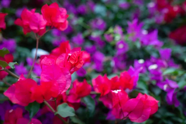 Розовые Фиолетовые Бугенвиллии Цветы Крупным Планом Экзотические Цветы Фон Субтропическая — стоковое фото