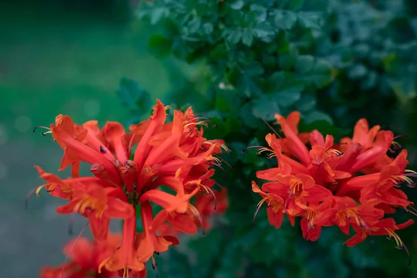 Εξωτικά Άνθη Πορτοκαλιού Κηποτένιου Φυτού Φωτεινά Άνθη Πράσινα Φύλλα Και — Φωτογραφία Αρχείου