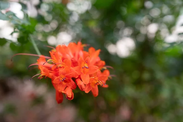 Εξωτικά Άνθη Πορτοκαλιού Κηποτένιου Φυτού Φωτεινά Άνθη Πράσινα Φύλλα Και — Φωτογραφία Αρχείου