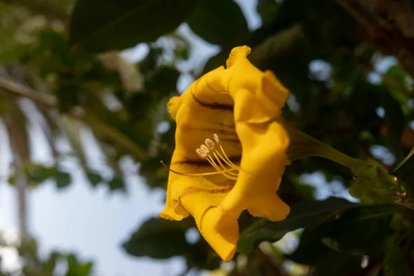 大黄花的查尔兹杯或金杯 异国热带植物盛开 位于西班牙加那利群岛特内里费岛的Solandra Maxima在深绿色叶背上开花 夏季自然壁纸 — 图库照片