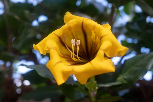 大黄花的查尔兹杯或金杯 异国热带植物盛开 位于西班牙加那利群岛特内里费岛的Solandra Maxima在深绿色叶背上开花 夏季自然壁纸 — 图库照片
