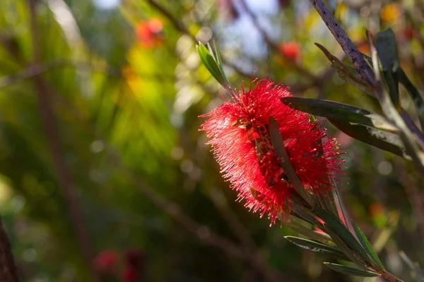 Φλάφι Κόκκινο Λουλούδι Closeup Scarlet Bottlebrush Callistemon Coccineus Πράσινα Φύλλα — Φωτογραφία Αρχείου