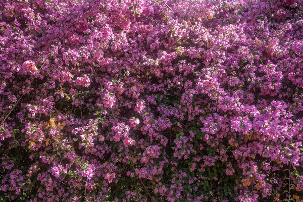 Rosafarbene Bougainvillea Blüten Hintergrund Mit Ein Paar Welken Blüten Saftig — Stockfoto