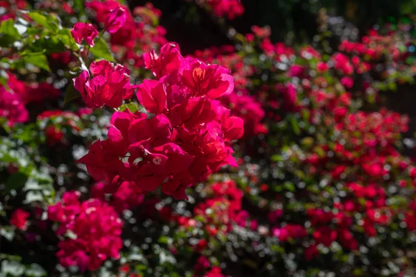 Flores Bougainvillea Rosa Folhas Verdes Borradas Flores Fundo Verão Natureza — Fotografia de Stock