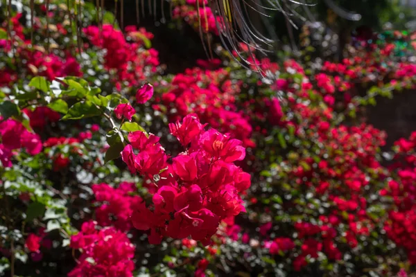 Flores Buganvillas Rosadas Sobre Hojas Verdes Borrosas Fondo Flores Fondo — Foto de Stock