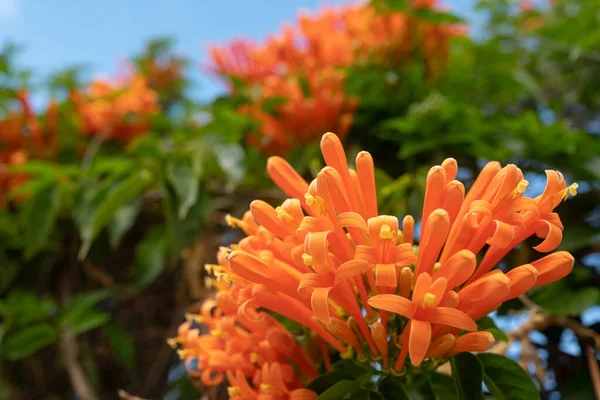 Φλόγα Πορτοκαλί Λουλούδια Και Πράσινα Φύλλα Καλοκαιρινό Φόντο Πορτοκαλί Ανθίζει — Φωτογραφία Αρχείου