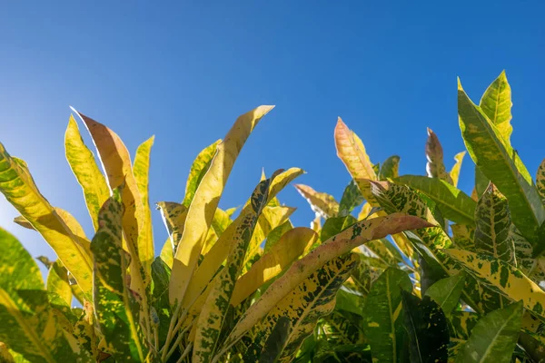 Długi Croton Liście Błękitnym Tle Nieba Skopiuj Przestrzeń Nad Kolorowymi — Zdjęcie stockowe