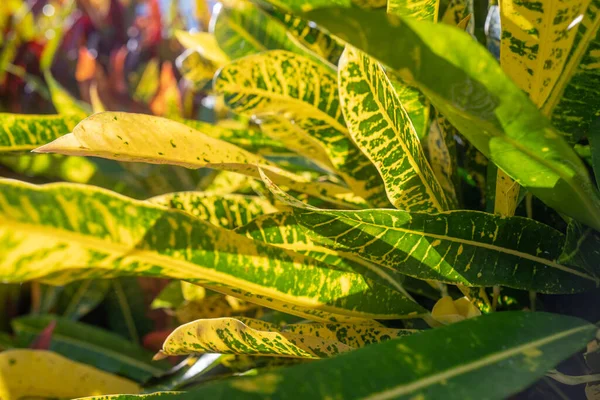 Långa Croton Blad Närbild Frodiga Färgglada Blad Gul Iketon Croton — Stockfoto