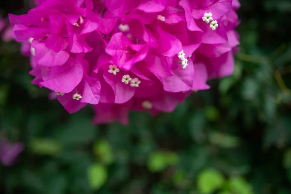 Ροζ Μπουκαμβίλιες Λουλούδια Θολή Πράσινο Φόντο Φύλλα Αντιγράψτε Χώρο Για — Φωτογραφία Αρχείου
