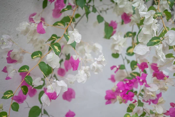 Fundo Flores Bougainvillea Rosa Branco Miss Universo Flores Parede Branca — Fotografia de Stock