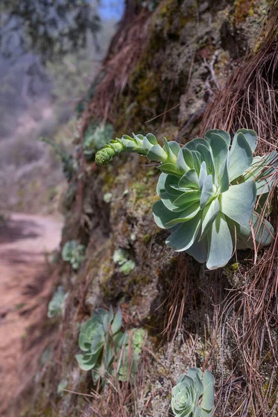 カナリア諸島のテネリフェ島の森の岩壁や崖の上の花やヨウ素のオレウムにバラのクレスラ 左右対称の青緑色の葉と長い花茎を持つ珍しい多肉植物 — ストック写真