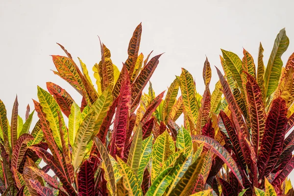 Długi Croton Liście Białym Tle Ściany Kopiuj Przestrzeń Nad Kolorowymi — Zdjęcie stockowe