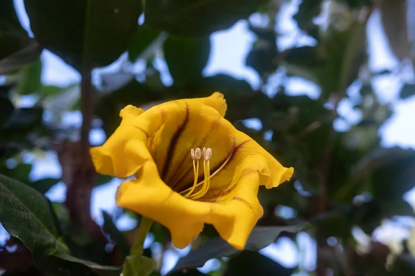 シャリスカップのつるや金のカップの大きな黄色の花 エキゾチックな熱帯植物が咲きます スペインのカナリア諸島のテネリフェ島には濃い緑色の葉の背景にソランダ最大花を咲かせます 夏の自然壁紙 — ストック写真
