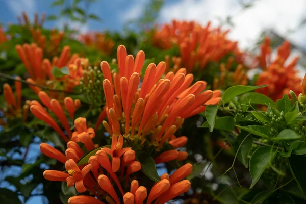 Φλόγα Πορτοκαλί Λουλούδια Και Πράσινα Φύλλα Καλοκαιρινό Φόντο Πορτοκαλί Ανθίζει — Φωτογραφία Αρχείου