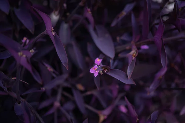 Dark blurred purple heart plant, closeup. Purple queen or tradescantia pallida ornamental purple leaves background. Botanical wallpaper