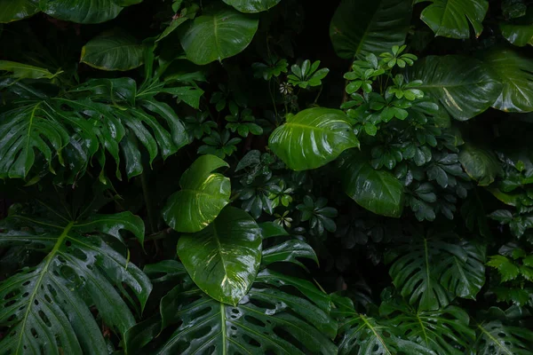 Foglie Tropicali Sfondo Verdeggiante Fogliame Umido Monstera Deliciosa Pothos Dorati — Foto Stock