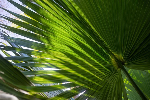 Sunlit green leaves background. Fan palm tree leaf texture. Backlit fan-like striped leaf closeup. Tropical summer nature wallpaper. Striped-patterned shadow. Leaves against the sun