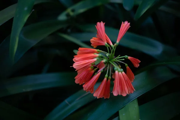 Orange flowers of green-tip forest lily or Clivia nobilis. Bright bush lily on dark green leaves background in twilight. Evening dim light
