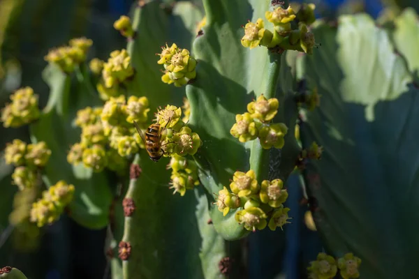 Closeup Bee Pollinating Yellow Flowers Canary Island Spurge Blue Sky — Foto Stock