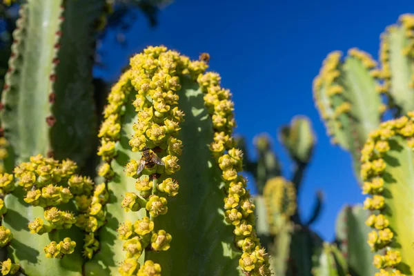 Closeup Bee Pollinating Yellow Flowers Canary Island Spurge Blue Sky — Foto Stock