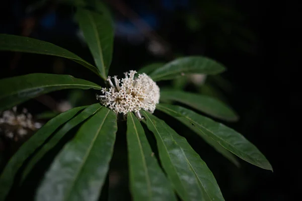 White Flowers Fanning Green Leaves Background Vulnerable Plant Pittosporum Malaxanii — Foto Stock