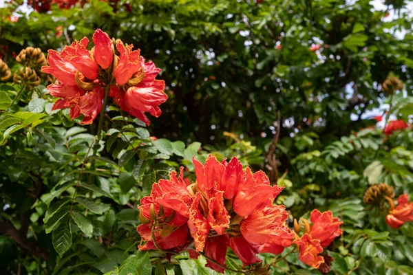African tulip tree flower. Orange petals closeup among green leaves. Lush blossom with yellow outline. Orange tropical flower of Spathodea campanulata