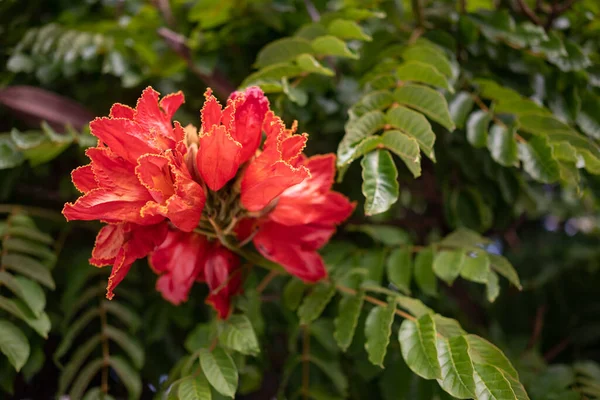 African tulip tree flower. Orange petals closeup among green leaves. Lush blossom with yellow outline. Orange tropical flower of Spathodea campanulata