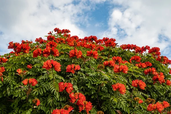 African tulip tree flowers on sky background. Mostly blurred with focus on a few orange flowers. Lush blossoms and green leaves. Orange tropical flowers of Spathodea campanulata