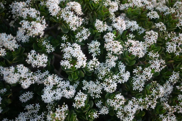 Elegant White Flowers Background Clusters Jade Plant Blossoms Dark Green — Foto Stock