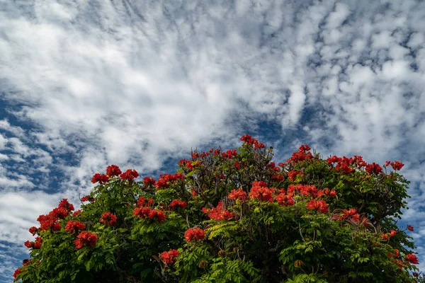 The crown of African tulip tree on blue sky and white clouds background. Bright orange flowers and green leaves. Summer nature wallpaper with copy space for text. Flowering tropical flora