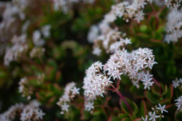 Mostly Blurred White Flowers Jade Plant Red Edges Green Leaves — Foto Stock
