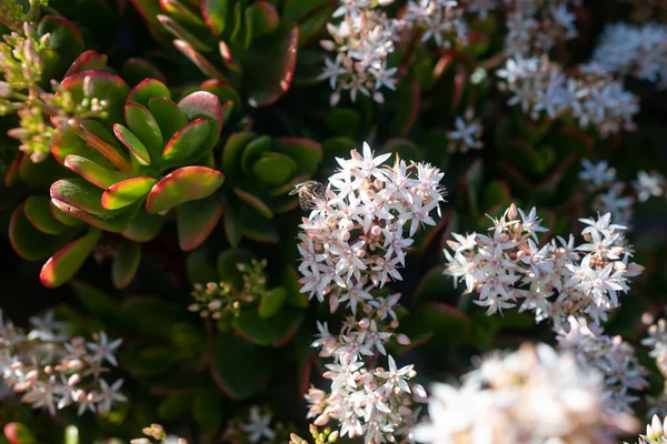 White flowers of Jade plant pollintated by a bee. Red edges of green leaves closeup. Lucky plant in bloom on a sunny day. Money tree blossoms. Summer nature wallpaper with sunlit crassula ovata