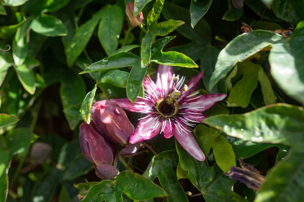 Violet passion flower with long violet-purple petals, passiflora violacea surrounded by flower buds. A closeup of this winged-stem tropical vine flower on green leaves background
