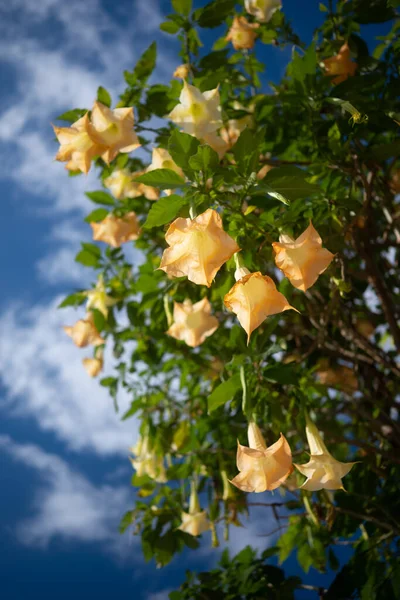 Mostly blurred Peach angels trumpet light orange flowers on green leaves background. Exotic summer nature wallpaper. Brugmansia suaveolens. Orange-peach flowers, down up view on blue sky backgound