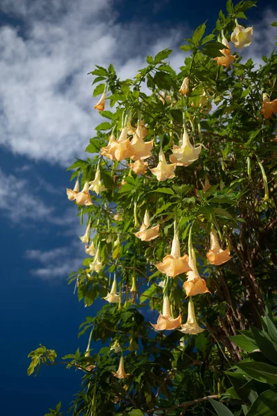 Głównie Rozmyte Brzoskwiniowe Anioły Trąbka Światło Pomarańczowe Kwiaty Zielonym Tle — Zdjęcie stockowe