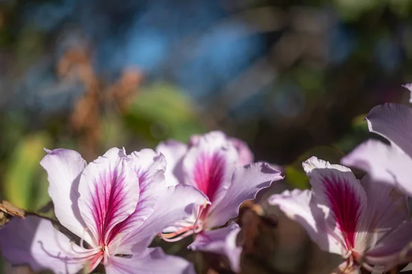 Egzotyczne Białe Różowe Kwiaty Tło Miejsca Tekst Letnia Tapeta Natury — Zdjęcie stockowe
