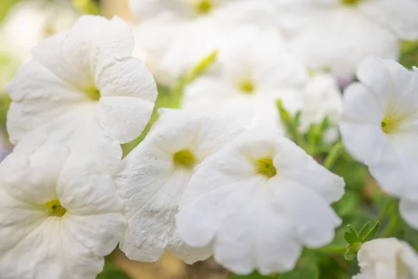 Κυρίως Θολό Φόντο Λευκών Λουλουδιών Καλοκαιρινή Ταπετσαρία Λευκά Άνθη Πετούνιας — Φωτογραφία Αρχείου